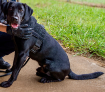 K9 Officer Dilly